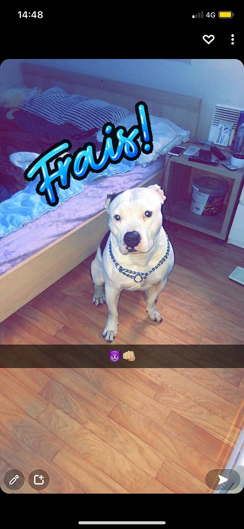 Neo participe au concours pour gagner de l'argent avec cette photo : carnivore, collar, companion_dog, dog, dog_breed, door, fawn, floor, flooring, font, hardwood, laminate_flooring, pet_supply, plank, plant, rectangle, snout, wood, wood_flooring, wood_stain