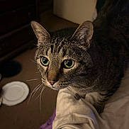 Tiger is registered to the contest to win money with this photo: cat, tabby, green_eyes, whiskers, pet, indoor, blanket, fabric, curious, feline, closeup, animal, domestic, soft_lighting, bedroom, household, carpet, plate, floor, cozy