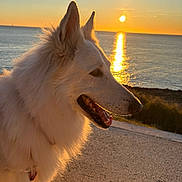 Miss participe au concours pour gagner de l'argent avec cette photo : animal, calm, canine, dog, evening, fur, horizon, landscape, nature, outdoor, pathway, peaceful, sea, serene, side_view, sky, sunlight, sunset, water, white_dog