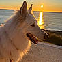 animal, calm, canine, dog, evening, fur, horizon, landscape, nature, outdoor, pathway, peaceful, sea, serene, side_view, sky, sunlight, sunset, water, white_dog