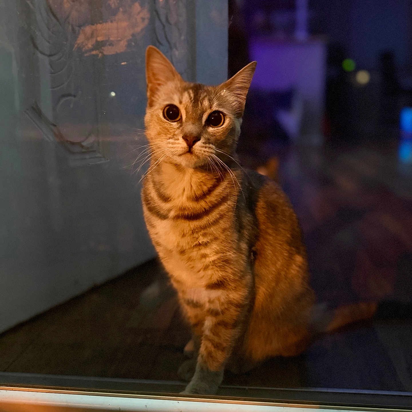 Nyx joined the competition — help win amazing prizes! cat, tabby, indoor, glass_door, night, curious, pet, animal, whiskers, feline, sitting, reflection, eyes, warm_light, blurred_background, door, floor, domestic_cat, portrait, mammal