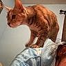 Nyx joined the competition — help win amazing prizes! cat, orange_tabby, pet, indoor, person, hoodie, curious, perched, feline, back, shoulder, casual, cozy, home, wall, light_blue, animal, mammal, whiskers, ears