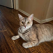 Nyx joined the competition — help win amazing prizes! cat, indoor, wooden_floor, curious, alert, feline, pet, animal, brown, tan, whiskers, ears, eyes, flooring, home, cozy, relaxed, lying_down, domestic_cat, mammal