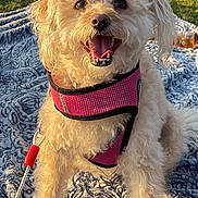 Roxy joined the competition — help win amazing prizes! dog, small_dog, puppy, pink_harness, harness, leash, blanket, blanket_pattern, grass, outdoor, sunlight, happy, smiling, tongue_out, fur, closeup, portrait, sitting, eyes, park