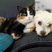 Tess a rejoint le concours — aidez-le/la à gagner de superbes lots ! animal, blue_pillow, calico_cat, closeup, collar, companion, couch, cute, domestic, face, friendship, furry, indoor, leather, pet, relaxed, resting, snuggling, whiskers, white_dog