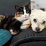animal, blue_pillow, calico_cat, closeup, collar, companion, couch, cute, domestic, face, friendship, furry, indoor, leather, pet, relaxed, resting, snuggling, whiskers, white_dog
