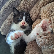 Athena a rejoint le concours — aidez-le/la à gagner de superbes lots ! kitten, cat, black_and_white, paw, close_up, furry, cozy, blanket, soft, pet, cute, indoor, resting, young, whiskers, pink_nose, curious, relaxed, animal, feline