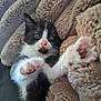 kitten, cat, black_and_white, paw, close_up, furry, cozy, blanket, soft, pet, cute, indoor, resting, young, whiskers, pink_nose, curious, relaxed, animal, feline