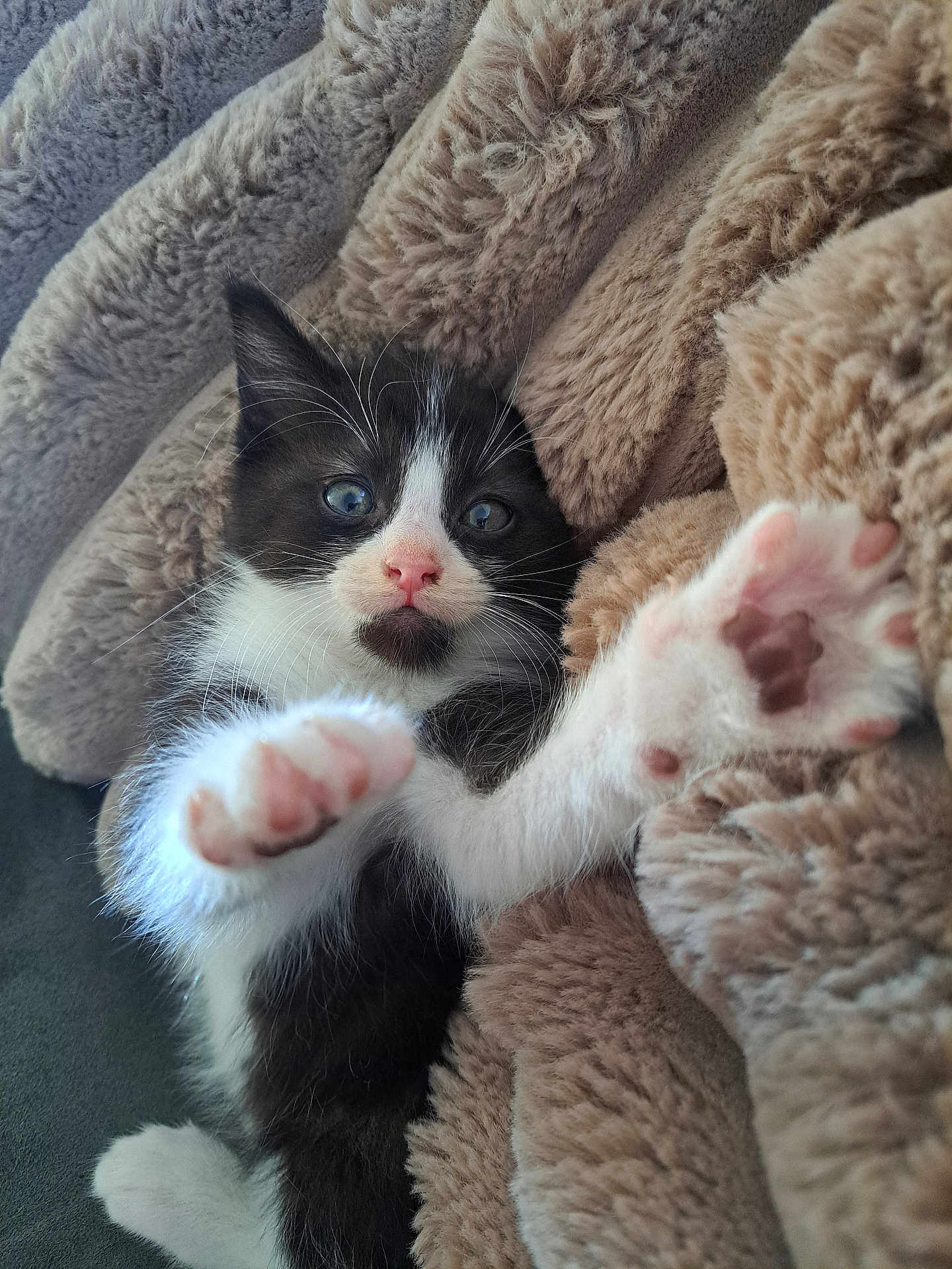 Athena a rejoint le concours — aidez-le/la à gagner de superbes lots ! kitten, cat, black_and_white, paw, close_up, furry, cozy, blanket, soft, pet, cute, indoor, resting, young, whiskers, pink_nose, curious, relaxed, animal, feline