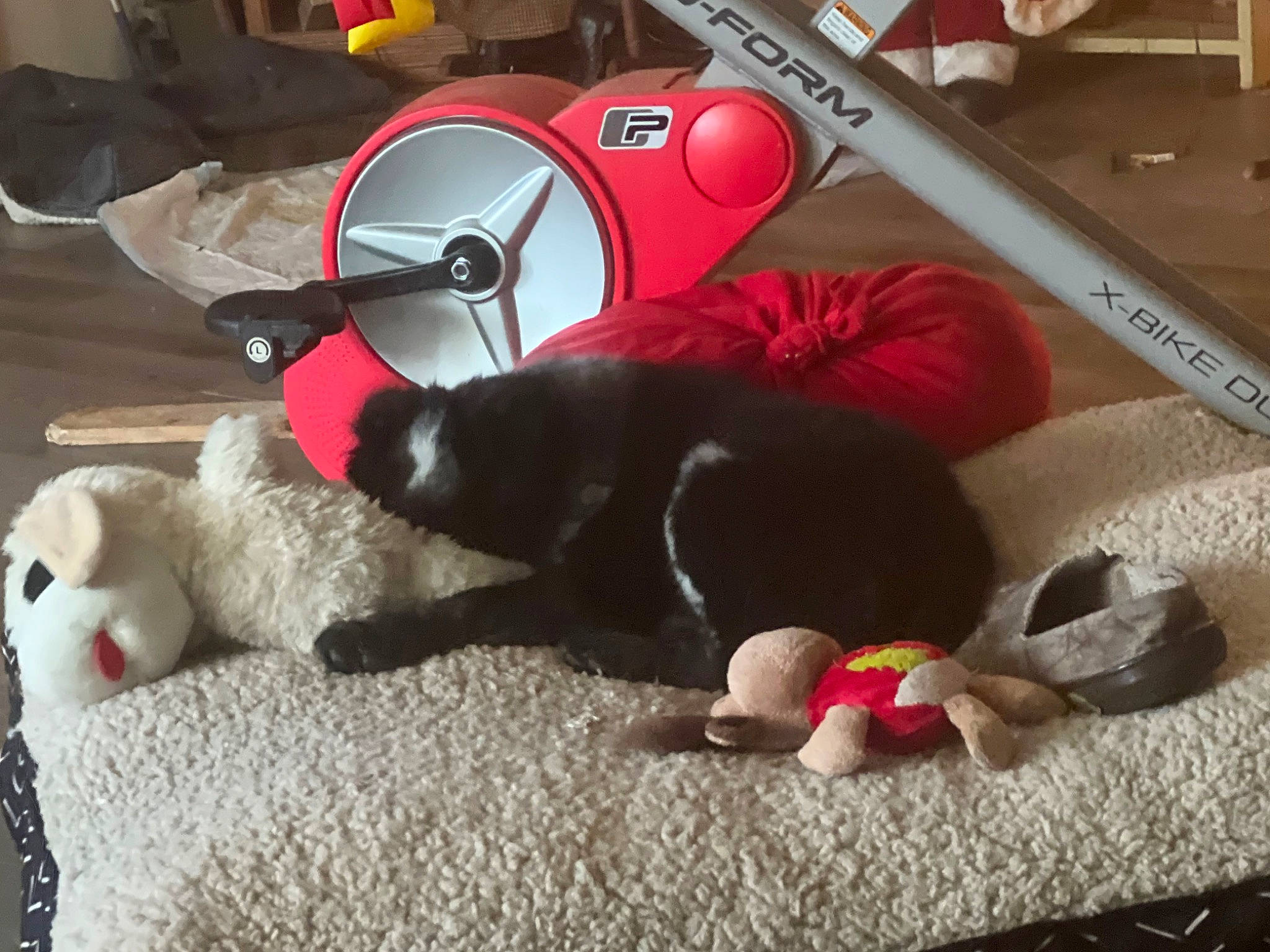 Ruger is registered to the contest to win money with this photo: audio_equipment, bag, canidae, carmine, carnivore, comfort, companion_dog, dog_breed, fashion_accessory, felidae, flooring, fur, luggage_and_bags, plush, red, small_to_medium_sized_cats, sporting_group, stuffed_toy, tail, toy