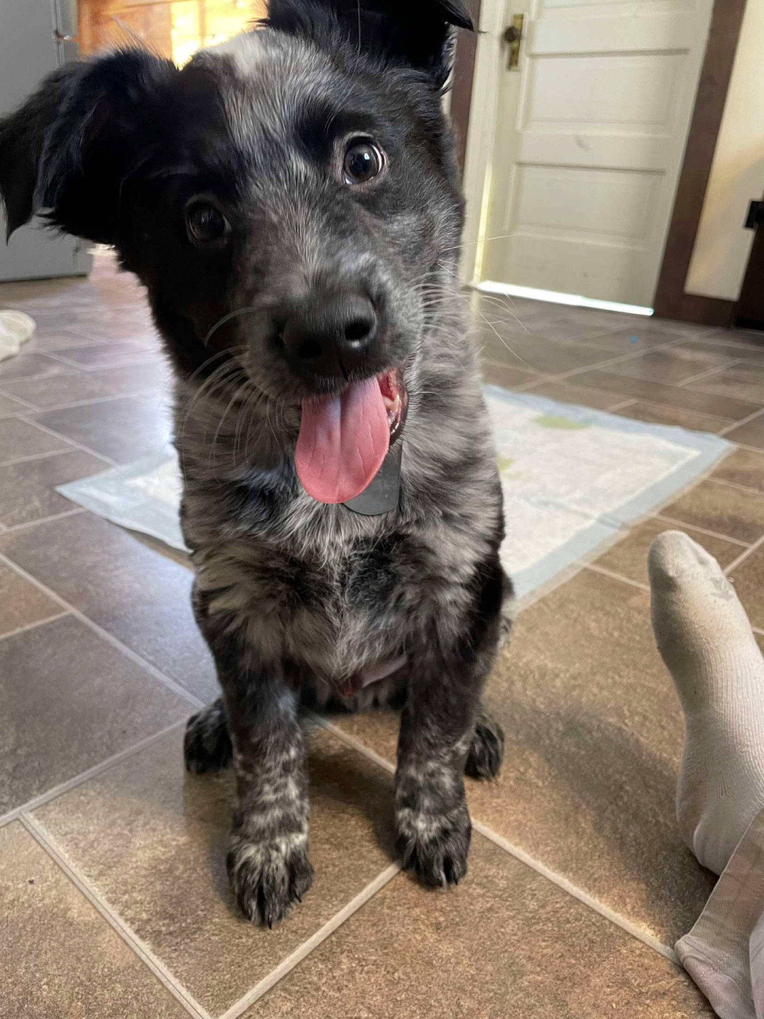 Ruger joined the competition — help win amazing prizes! canidae, carnivore, companion_dog, dog, dog_breed, dog_collar, eye, flooring, fur, non_sporting_group, paw, puppy, sporting_group, terrier, whiskers, working_animal, working_dog