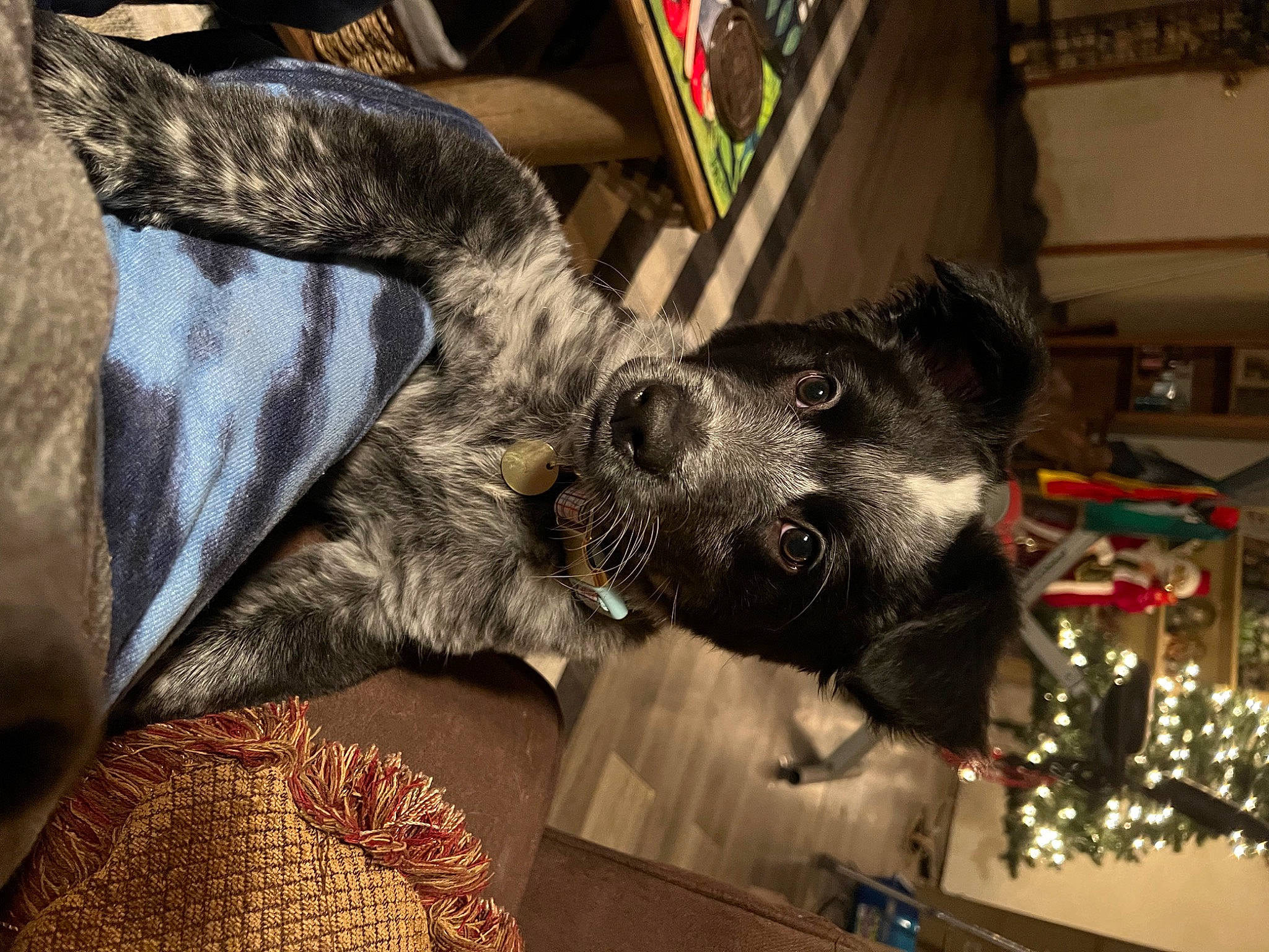 Ruger joined the competition — help win amazing prizes! canidae, carnivore, companion_dog, dog, dog_breed, dog_collar, domestic_short_haired_cat, event, fawn, felidae, fur, guard_dog, snout, sporting_group, whiskers, working_animal