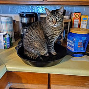 Peeps joined the competition — help win amazing prizes! cat, tabby_cat, kitchen, cast_iron_skillet, countertop, coffee_maker, coffee_container, paper_towels, cabinets, food_packaging, utensils, indoor, pet, animal, curious, feline, domestic_cat, household, appliance, kitchenware