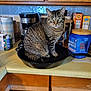 cat, tabby_cat, kitchen, cast_iron_skillet, countertop, coffee_maker, coffee_container, paper_towels, cabinets, food_packaging, utensils, indoor, pet, animal, curious, feline, domestic_cat, household, appliance, kitchenware