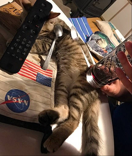 Severus a rejoint le concours — aidez-le/la à gagner de superbes lots ! bag, big_cats, carnivore, cat, claw, domestic_short_haired_cat, electronic_device, eyewear, fashion_accessory, felidae, flag_of_the_united_states, fur, headgear, lap, metal, personal_protective_equipment, small_to_medium_sized_cats, snout, tail, whiskers