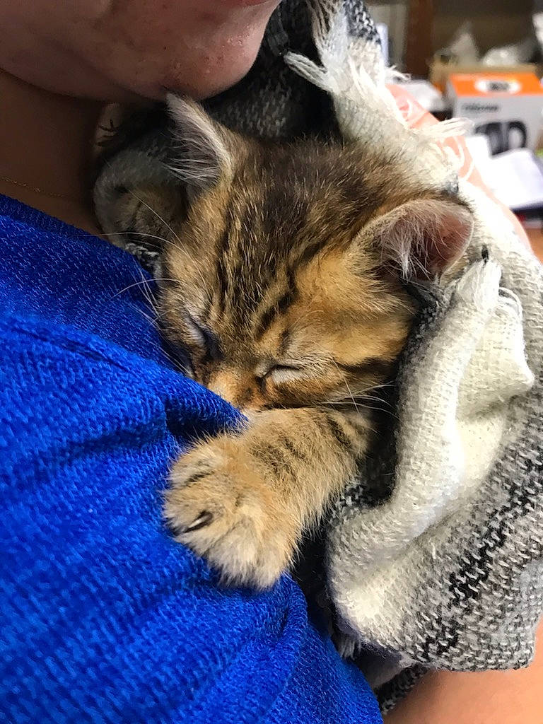 Severus participe au concours pour gagner de l'argent avec cette photo : blue, carnivore, cat, claw, comfort, domestic_short_haired_cat, electric_blue, fawn, felidae, fur, gesture, human_leg, linens, nap, paw, sleep, small_to_medium_sized_cats, snout, whiskers