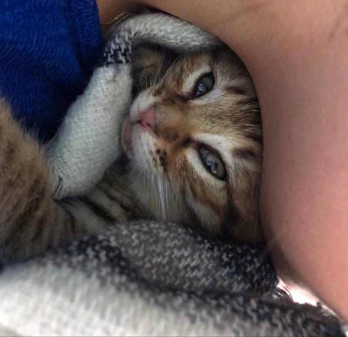 Severus a rejoint le concours — aidez-le/la à gagner de superbes lots ! bored, carnivore, cat, claw, comfort, domestic_short_haired_cat, eye, fawn, felidae, fur, nail, nap, paw, sleep, small_to_medium_sized_cats, snout, terrestrial_animal, whiskers