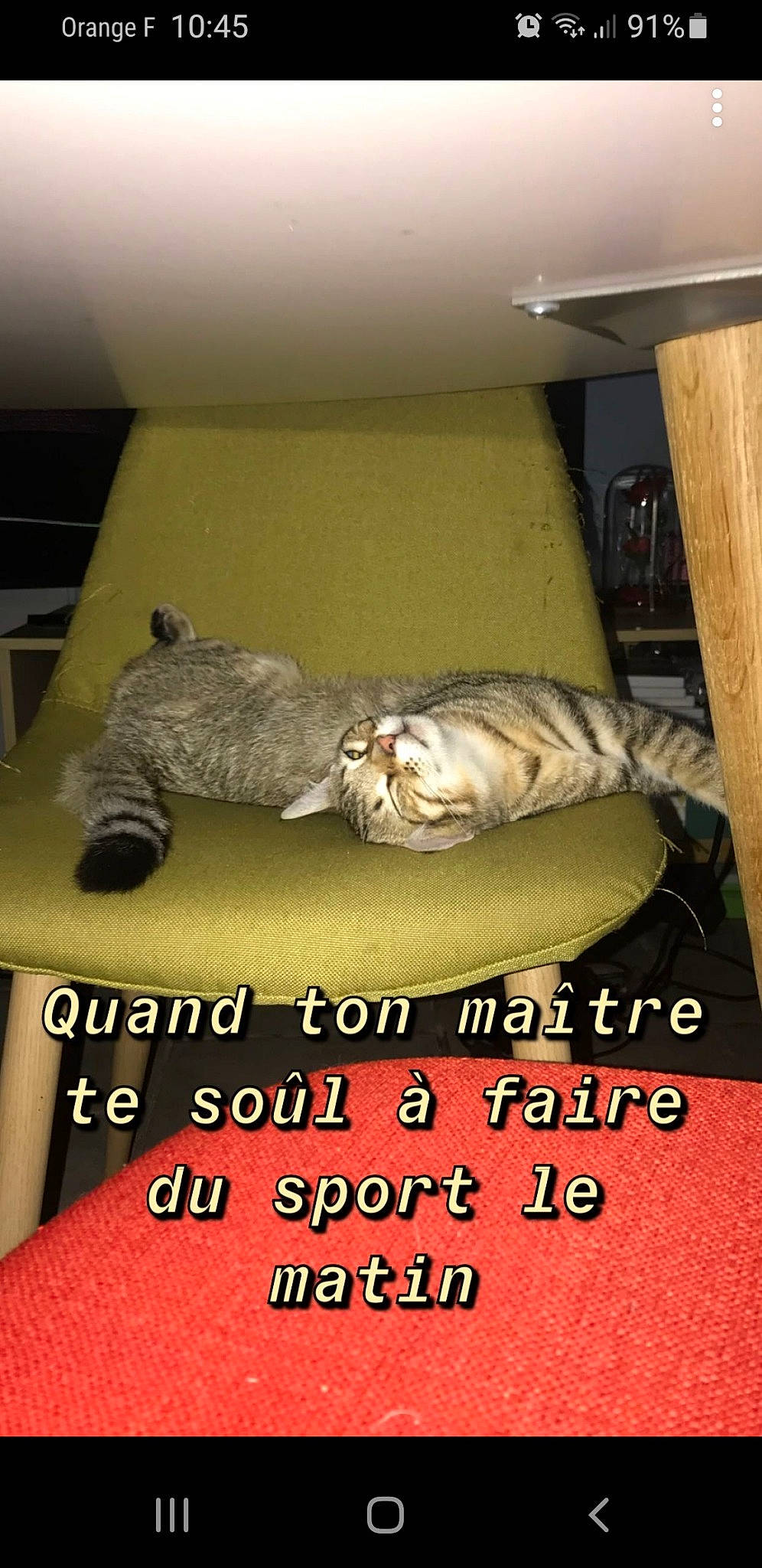 Severus participe au concours pour gagner de l'argent avec cette photo : carnivore, cat, comfort, couch, domestic_short_haired_cat, felidae, fish, flooring, font, mammal, photo_caption, recipe, reptile, room, small_to_medium_sized_cats, tail, terrestrial_animal, vertebrate, whiskers, wood