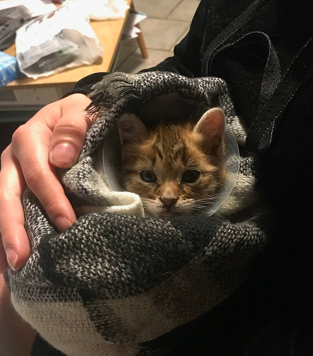 Severus a rejoint le concours — aidez-le/la à gagner de superbes lots ! carnivore, cat, cat_supply, claw, comfort, domestic_short_haired_cat, drinking, fawn, felidae, fur, gesture, nail, paw, small_to_medium_sized_cats, snout, tail, thread, whiskers, wildlife