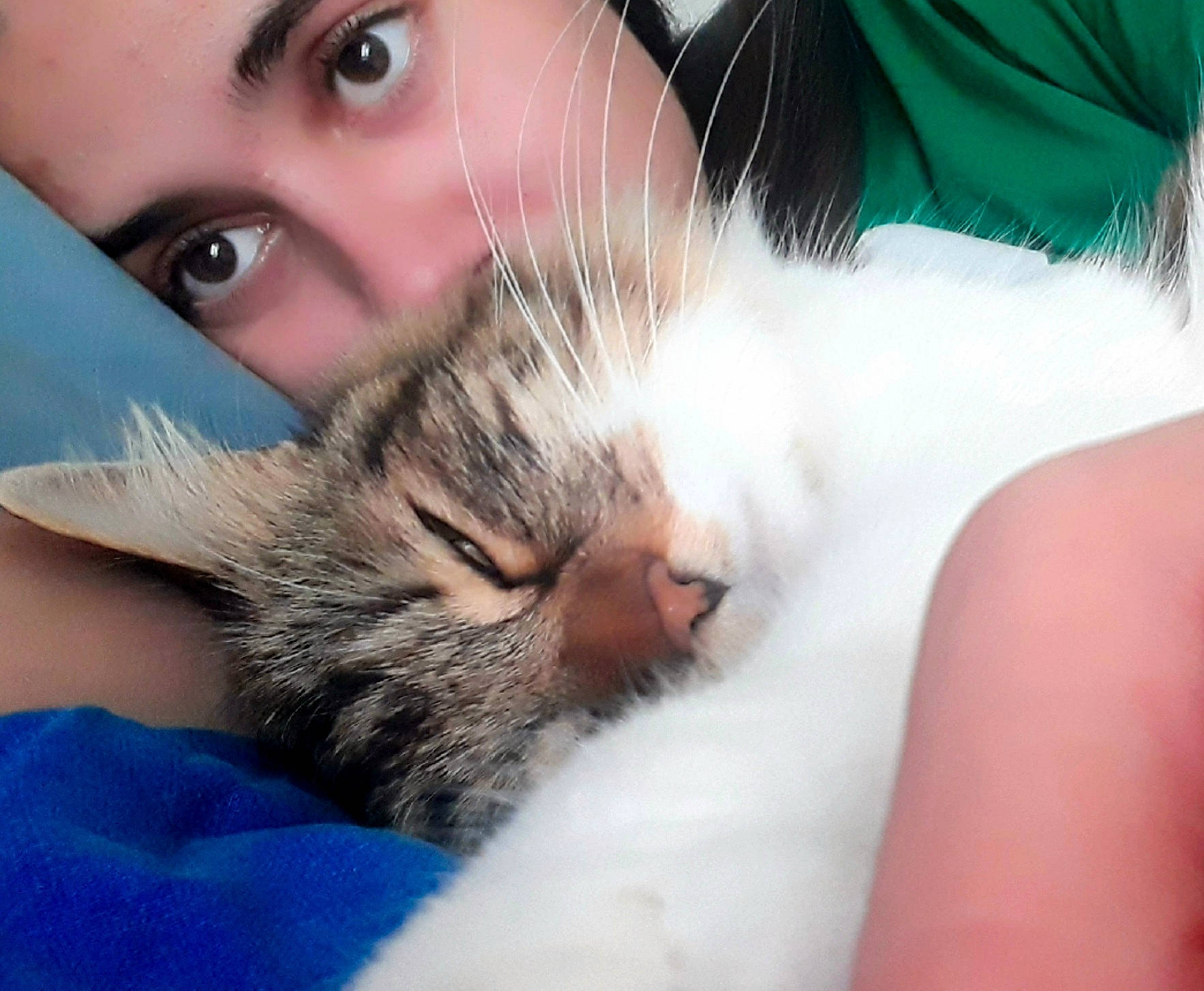 Fripouille a rejoint le concours — aidez-le/la à gagner de superbes lots ! carnivore, cat, comfort, ear, eye, eyebrow, fawn, felidae, gesture, hair, hand, head, human_body, iris, leg, mouth, nose, organ, small_to_medium_sized_cats, whiskers