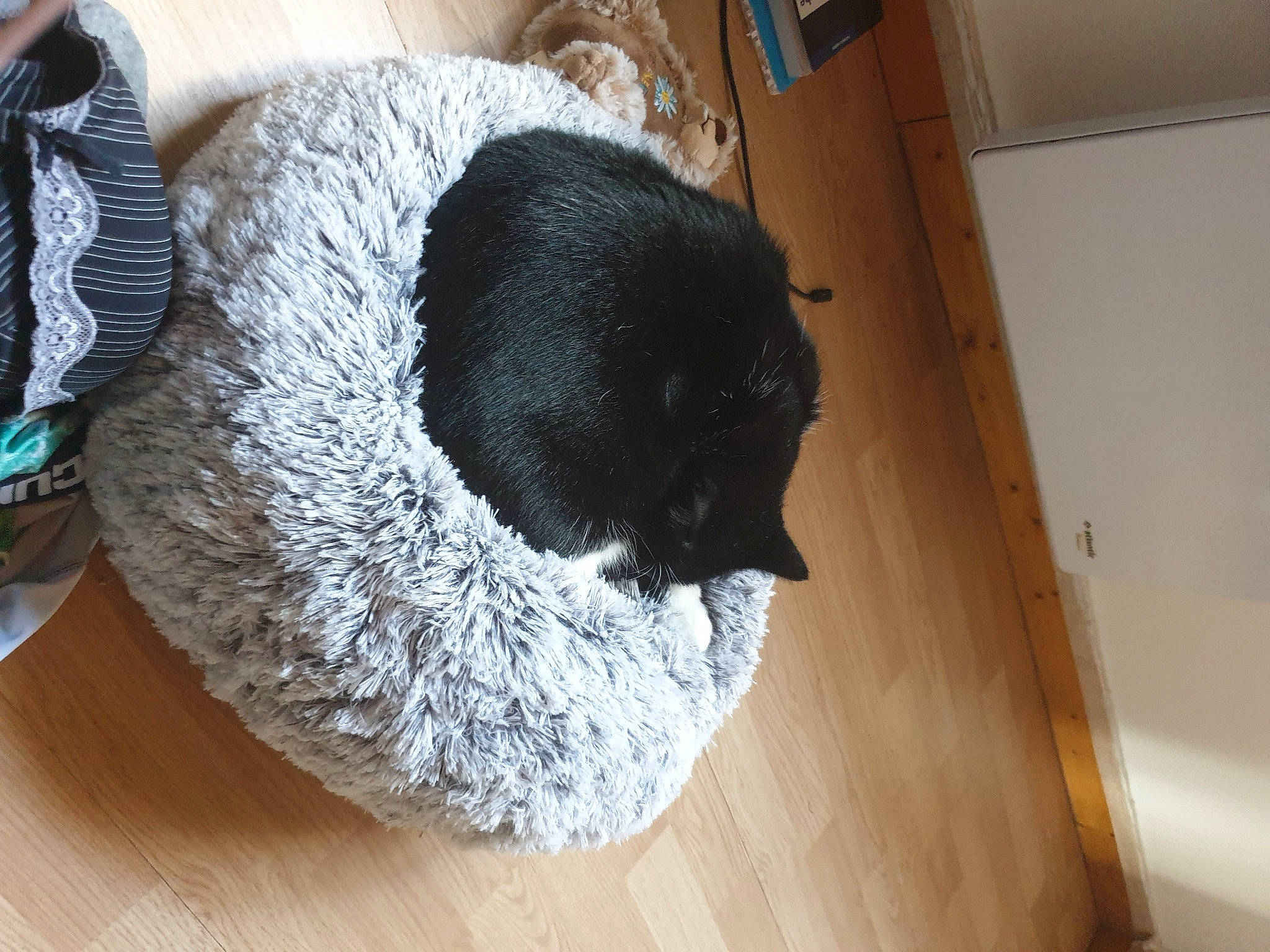 Yuna a rejoint le concours — aidez-le/la à gagner de superbes lots ! cap, carnivore, comfort, companion_dog, dog_breed, felidae, flooring, fur, grey, hardwood, linens, small_to_medium_sized_cats, snout, sporting_group, tail, toy, wood, wood_stain, wool, woolen