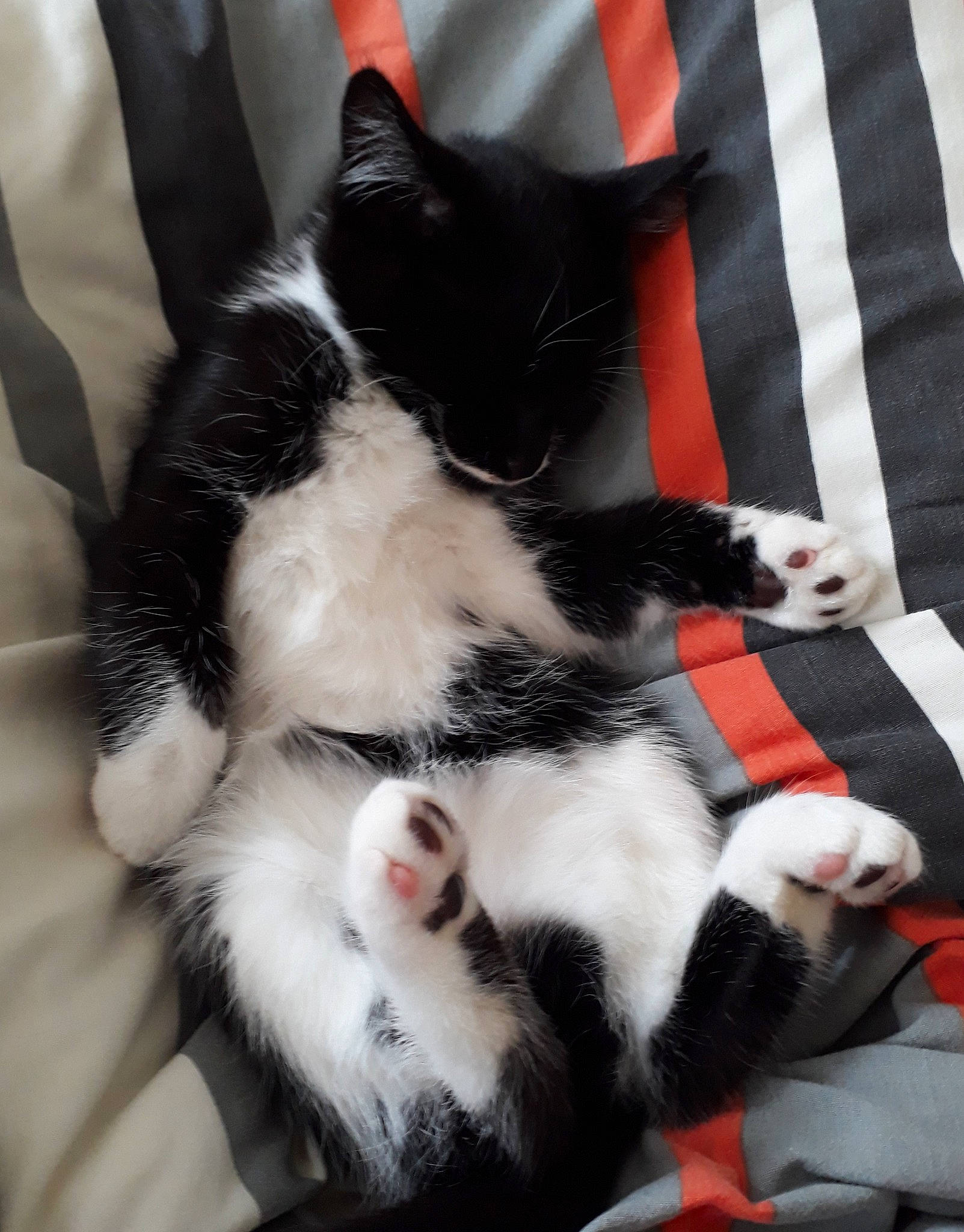 Yuna a rejoint le concours — aidez-le/la à gagner de superbes lots ! carmine, carnivore, cat, claw, comfort, domestic_short_haired_cat, felidae, formal_wear, fur, gesture, human_leg, lap, paw, sleeve, small_to_medium_sized_cats, snout, tail, tie, whiskers