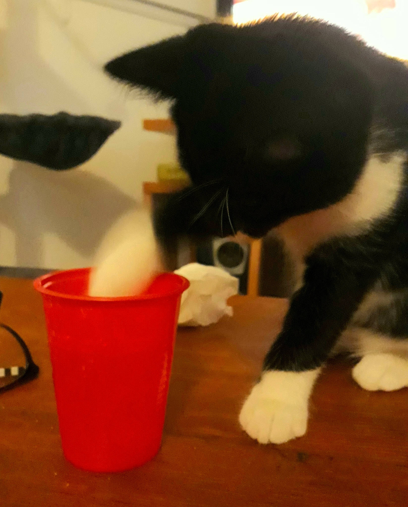 Yuna a rejoint le concours — aidez-le/la à gagner de superbes lots ! carmine, carnivore, cat, cat_supply, claw, cup, drinkware, felidae, flooring, fur, hardwood, household_supply, mammal, plastic, small_to_medium_sized_cats, snout, tail, whiskers, wood