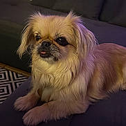 Miss Lady participe au concours pour gagner de l'argent avec cette photo : ambient_lighting, animal, companion, couch, cozy, cream_fur, cute, dog, fluffy, furniture, indoor, living_room, pet, photo_wall, purple_light, relaxed, resting, small_dog, sofa, tongue_out