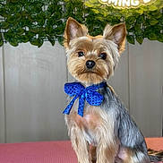 Cooper joined the competition — help win amazing prizes! dog, yorkshire_terrier, small_dog, bow_tie, blue_bow, groomed, pet_grooming, sitting, portrait, indoor, pink_mat, fur, cute, ears_up, looking_at_camera, neon_sign, greenery, wooden_panel, studio_lighting, adorable
