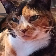 Tigrou participe au concours pour gagner de l'argent avec cette photo : cat, calico_cat, close_up, indoor, fur, whiskers, pet, animal, face, ears, eyes, nose, muzzle, portrait, feline, domestic_cat, cute, relaxed, expression, sitting