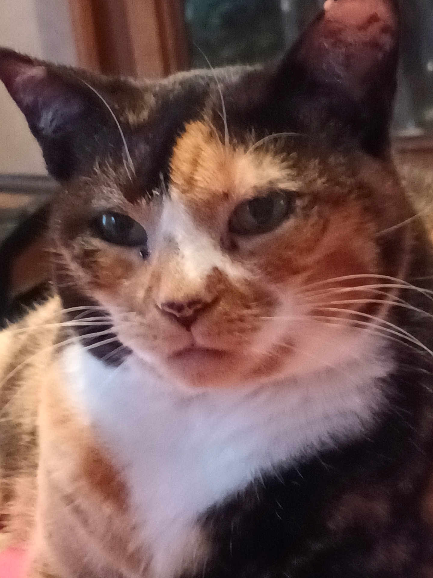 Tigrou