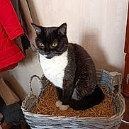 Domino participe au concours pour gagner de l'argent avec cette photo : cat, black_and_white, basket, indoor, furniture, clothing, jacket, paper, pet, animal, domestic, whiskers, sitting, face, ears, tail, wood, cozy, household, portrait