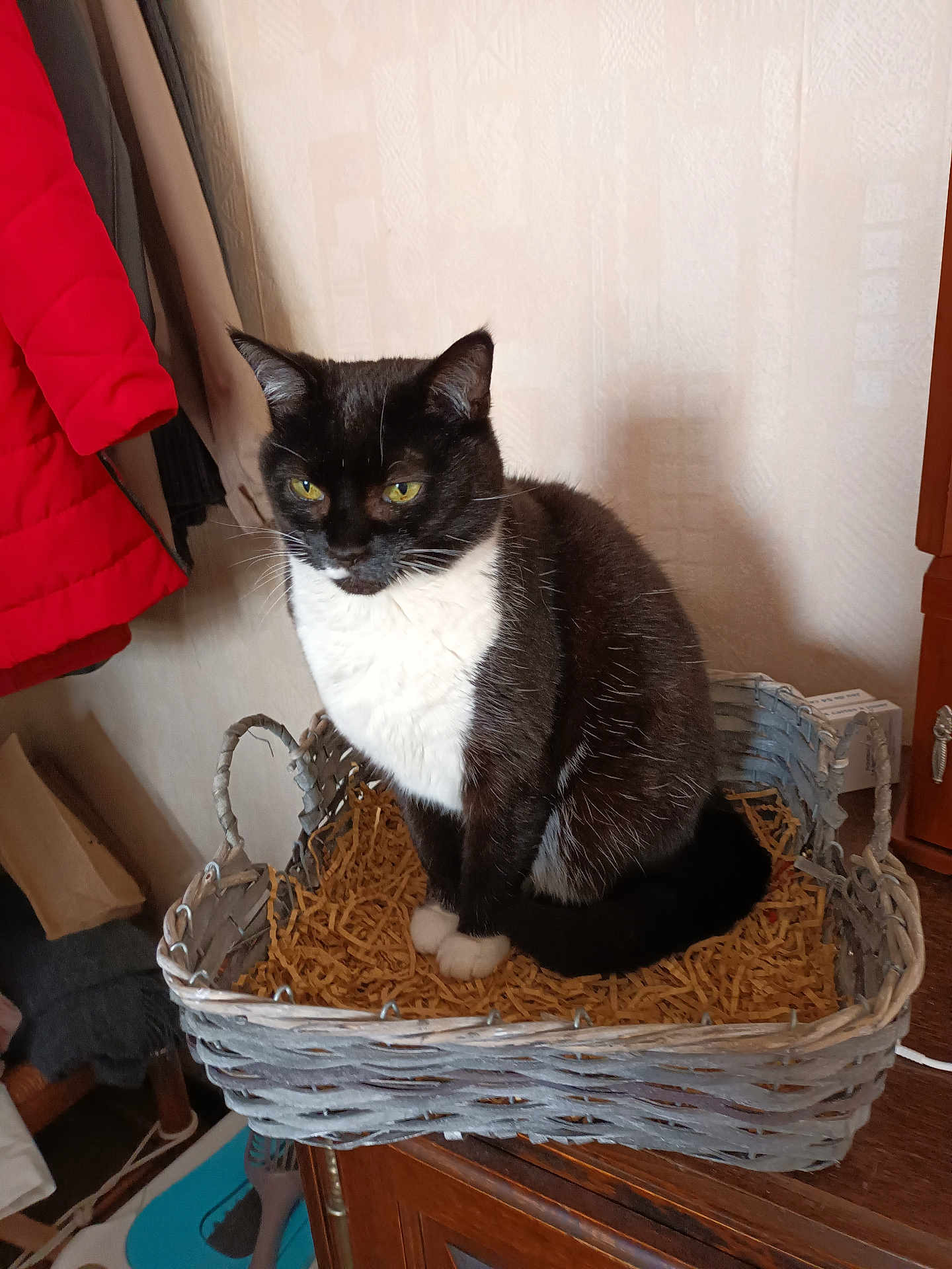 Domino participe au concours pour gagner de l'argent avec cette photo : cat, black_and_white, basket, indoor, furniture, clothing, jacket, paper, pet, animal, domestic, whiskers, sitting, face, ears, tail, wood, cozy, household, portrait
