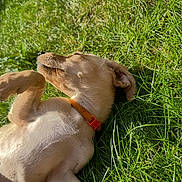 Peach is registered to the contest to win money with this photo: dog, puppy, grass, outdoor, sunlight, collar, relaxing, animal, pet, nature, summer, playful, cute, fur, sleeping, canine, greenery, daylight, resting, adorable