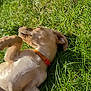 dog, puppy, grass, outdoor, sunlight, collar, relaxing, animal, pet, nature, summer, playful, cute, fur, sleeping, canine, greenery, daylight, resting, adorable