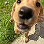 Peach joined the competition — help win amazing prizes! puppy, dog, close_up, nose, grass, sidewalk, outdoor, pet, animal, curious, young, playful, blurred, paw, sunlight, daytime, muzzle, ears, tongue, shadow
