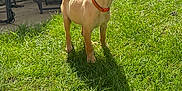 Peach joined the competition — help win amazing prizes! puppy, dog, grass, sunlight, shadow, backyard, fence, chair, outdoor, pet, young_dog, greenery, summer, nature, animal, collar, cute, alert, standing, daylight