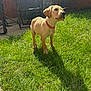puppy, dog, grass, sunlight, shadow, backyard, fence, chair, outdoor, pet, young_dog, greenery, summer, nature, animal, collar, cute, alert, standing, daylight