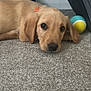 Peach is registered to the contest to win money with this photo: puppy, dog, carpet, tennis_ball, indoor, pet, resting, brown_fur, cute, animal, crate, floor, young_dog, toy, domestic_animal, laying_down, ears, collar, furniture, closeup