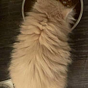 Prince Charming joined the competition — help win amazing prizes! animal, cat, close_up, companion, cozy, cream_colored, domestic_cat, feeding, feline, floor, fluffy, food_bowl, fur, indoor, kibble, meal_time, pet, pet_food, top_view, water_bowl