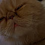 Prince Charming is registered to the contest to win money with this photo: animal, cat, close_up, cozy, cute, domestic_cat, expression, face, feline, fluffy, fur, indoor, pet, pink_nose, portrait, relaxed, sleepy, tongue, unimpressed, whiskers