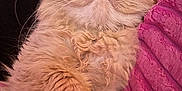 Prince Charming joined the competition — help win amazing prizes! blanket, cat, closeup, comfort, cozy, cute, domestic_cat, feline, fluffy, fur, indoor, nap, orange_cat, paw, pet, relaxed, resting, sleeping, soft, whiskers