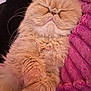 blanket, cat, closeup, comfort, cozy, cute, domestic_cat, feline, fluffy, fur, indoor, nap, orange_cat, paw, pet, relaxed, resting, sleeping, soft, whiskers