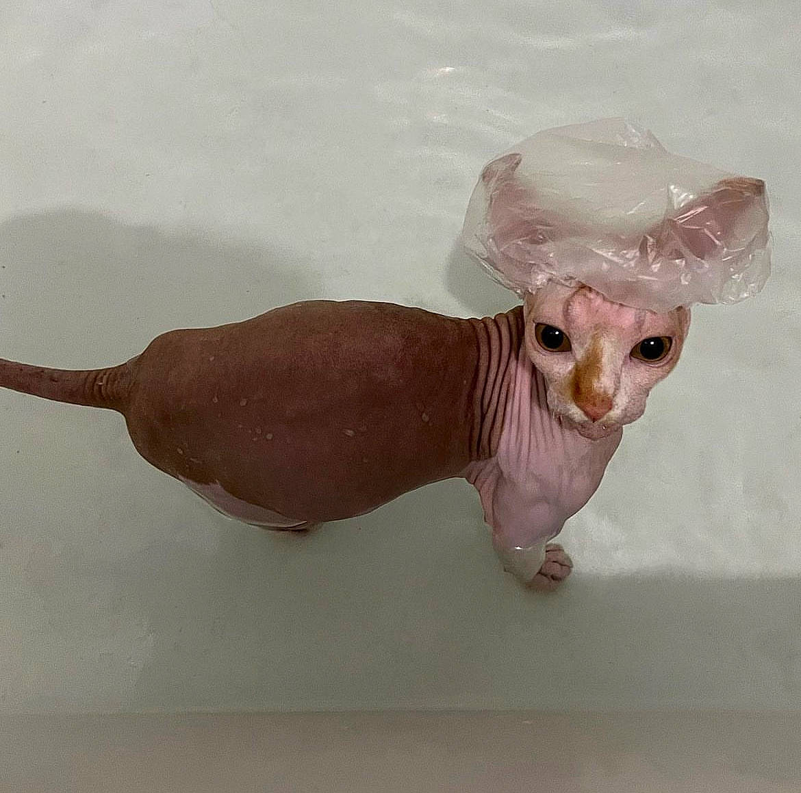 Beerus is registered to the contest to win money with this photo: animal_figure, art, canidae, carnivore, companion_dog, creative_arts, dog, dog_breed, fawn, fictional_character, figurine, gesture, liver, non_sporting_group, paw, sporting_group, tail, toy, toy_dog, working_animal