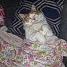 animal, blanket, cat, couch, cozy, cute, domestic_cat, flash, floral_pattern, fluffy_cat, fur, geometric_pattern, indoor, orange_and_white, paws, pet, pillow, relaxed, resting, sleepy