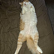 Copper is registered to the contest to win money with this photo: animal, bed, blanket, cat, cozy, cute, domestic, feline, fluffy, fur, indoor, lying_down, orange_and_white, paws, pet, relaxed, resting, stretched_legs, tail, whiskers