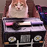 Copper is registered to the contest to win money with this photo: animal, car, cardboard_box, cardboard_car, carpet, cat, creative, ears, eyes, face, feline, floor, handmade, indoor, orange_cat, pet, playful, toy, whiskers, white_cat