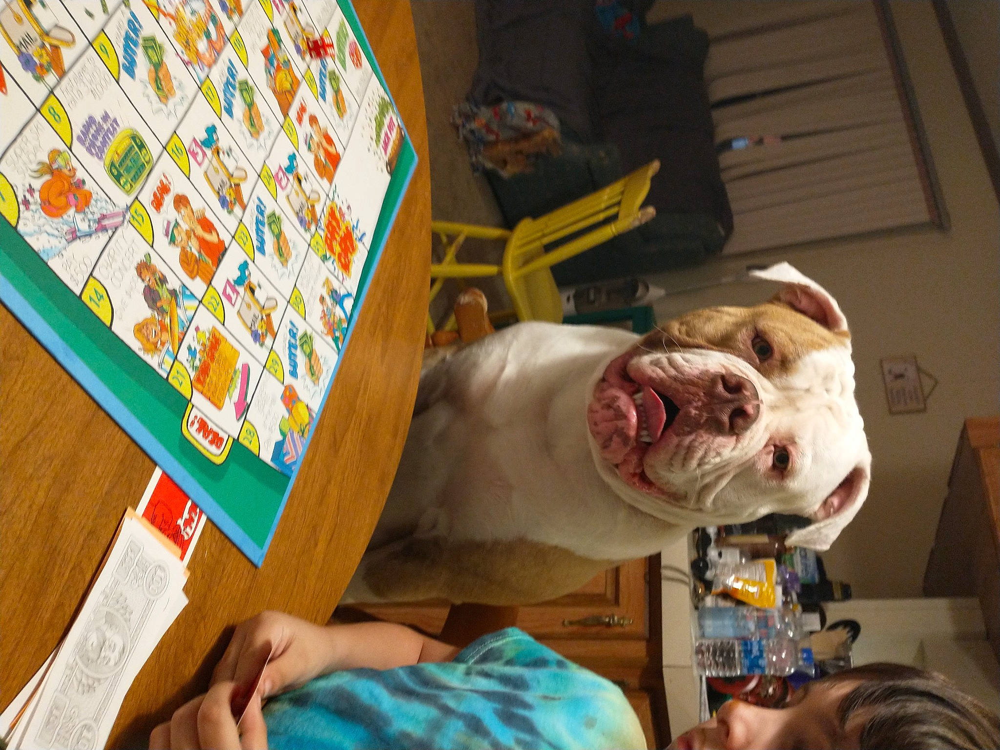 Opie-opster is registered to the contest to win money with this photo: art, carnivore, companion_dog, dog, fawn, flesh, fun, fur, indoor_games_and_sports, leisure, linens, medical_procedure, pattern, recreation, rectangle, room, service, sporting_group, tabletop_game, visual_arts