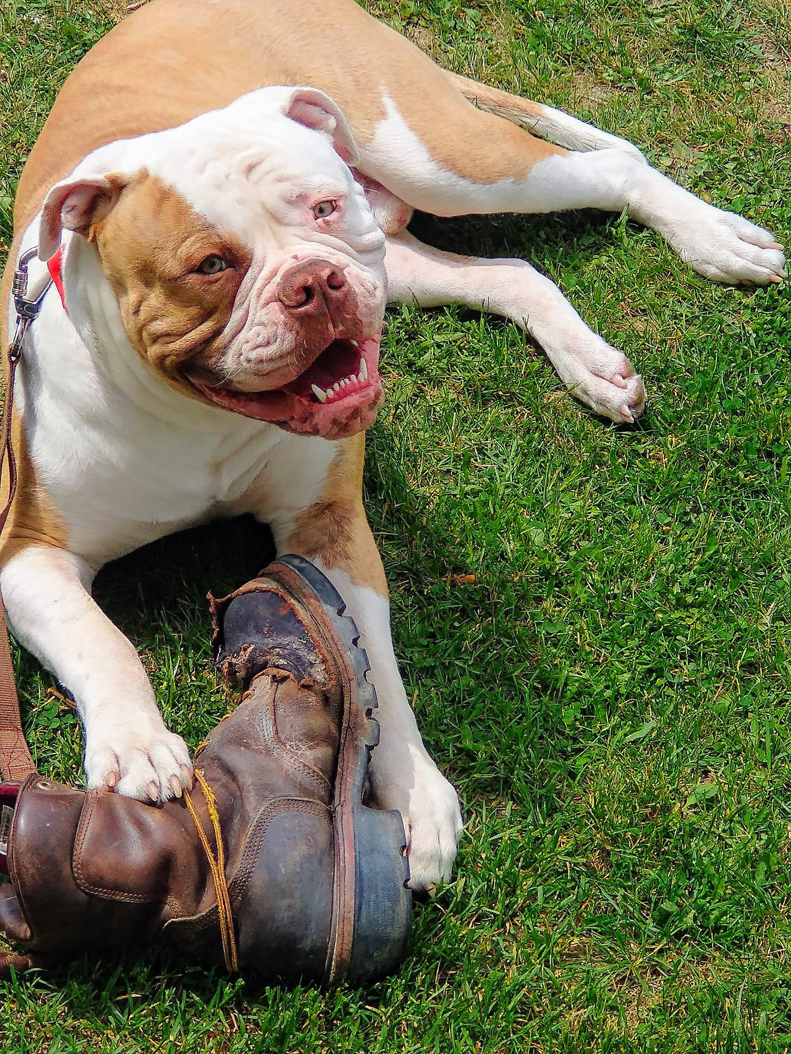 Opie-opster joined the competition — help win amazing prizes! bulldog, canidae, carnivore, companion_dog, dog, dog_breed, dog_collar, fawn, flesh, foot, grass, molosser, plant, snout, sporting_group, tail, terrestrial_animal, white_english_bulldog, working_animal, wrinkle