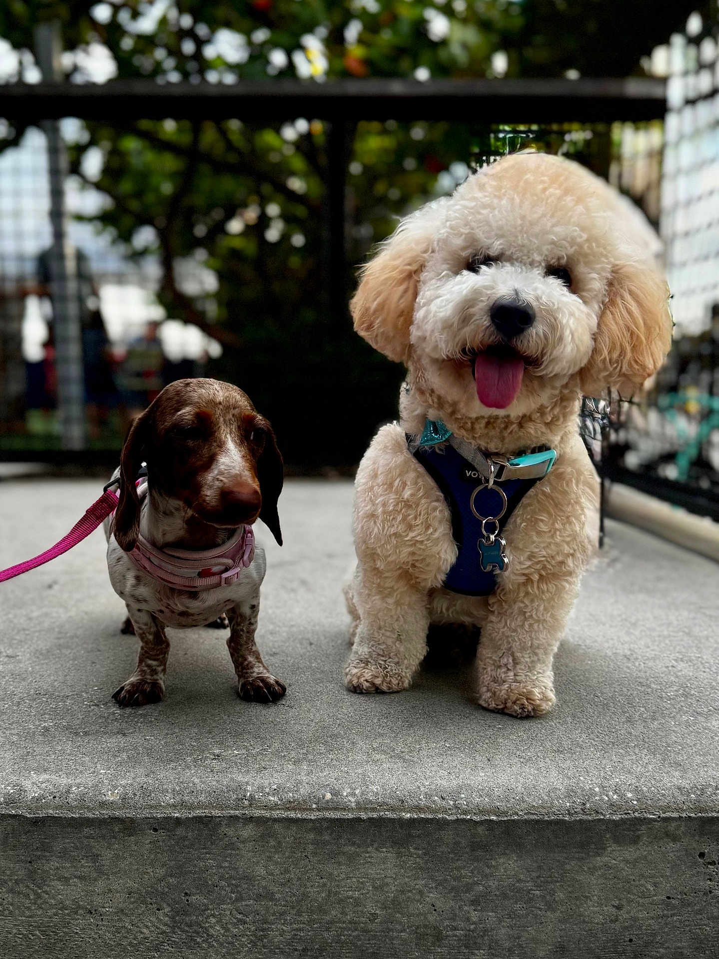 Bruno joined the competition — help win amazing prizes! dog, puppy, dachshund, curly_fur, leash, harness, concrete, outdoor, pet, animal, cute, tongue_out, sitting, fence, blurred_background, two_dogs, small_dog, fluffy_dog, collar, daylight